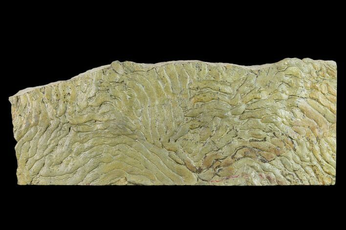 Pennsylvanian, Fossil Microbial Mat - Oklahoma #133149